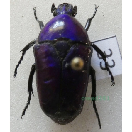 Chlorocala africana oertzeni Kolbe, 1895 ex. ovo Tanzania33